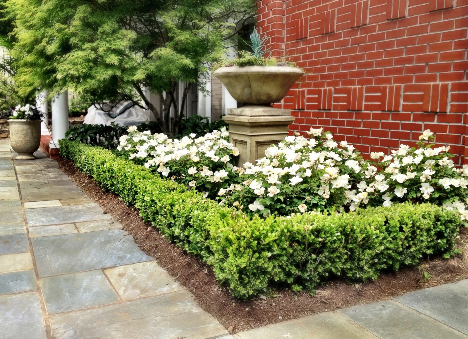 Hedge around walkway